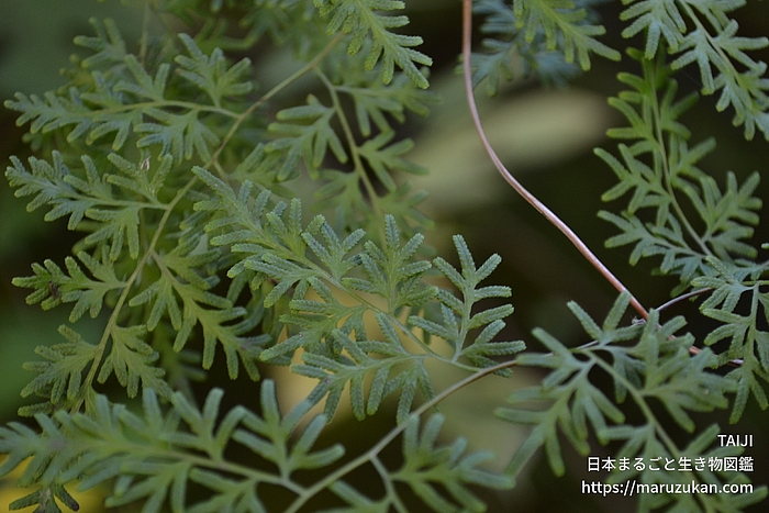 カニクサ