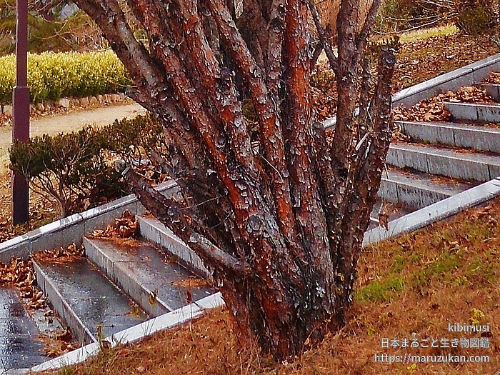タギョウショウ