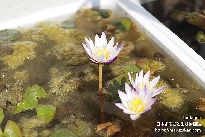 ムラサキシキブ