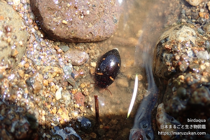 モンキマメゲンゴロウ