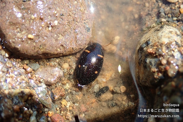 モンキマメゲンゴロウ