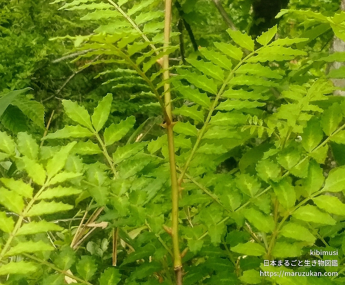 サンショウ