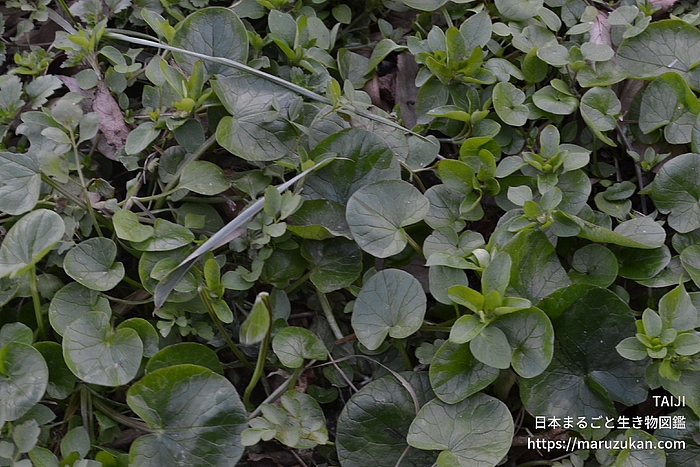 キクザキリュウキンカ