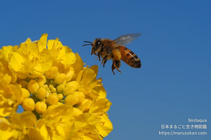 セイヨウミツバチ（成虫）の写真