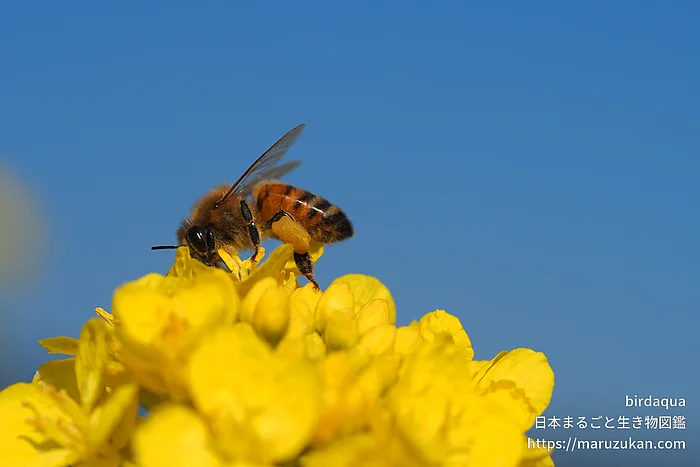 セイヨウミツバチ（成虫）の写真