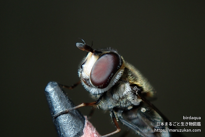 クロヒラタアブ属