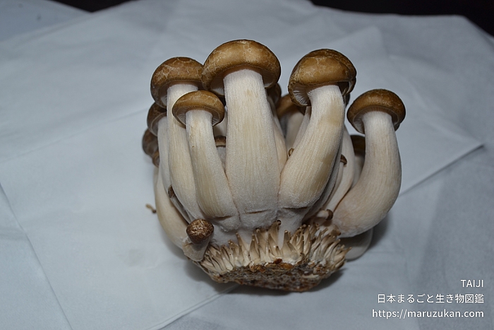 ブナシメジ