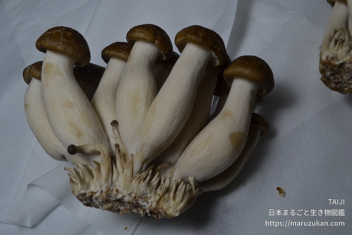 ブナシメジ