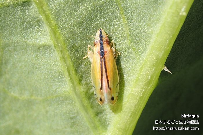 クロスジホソサジヨコバイ