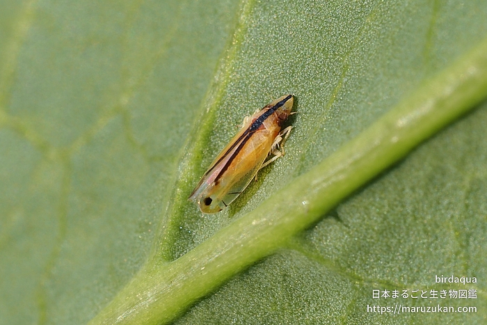 クロスジホソサジヨコバイ