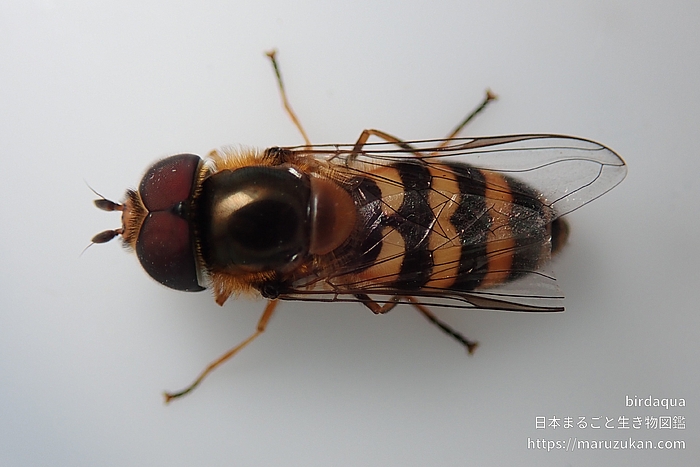 コマバムツボシヒラタアブ