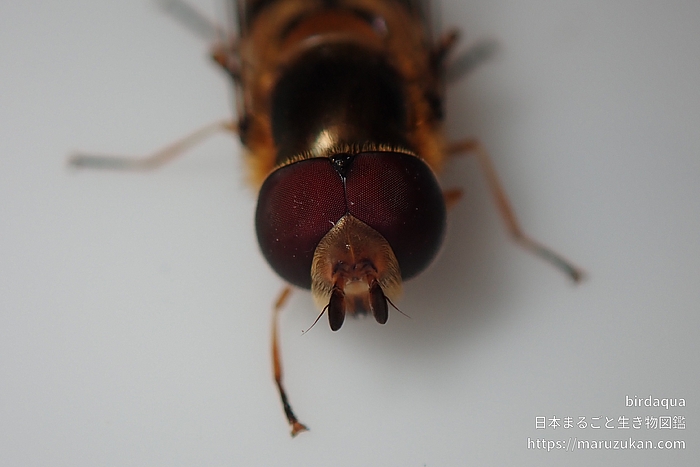 コマバムツボシヒラタアブ