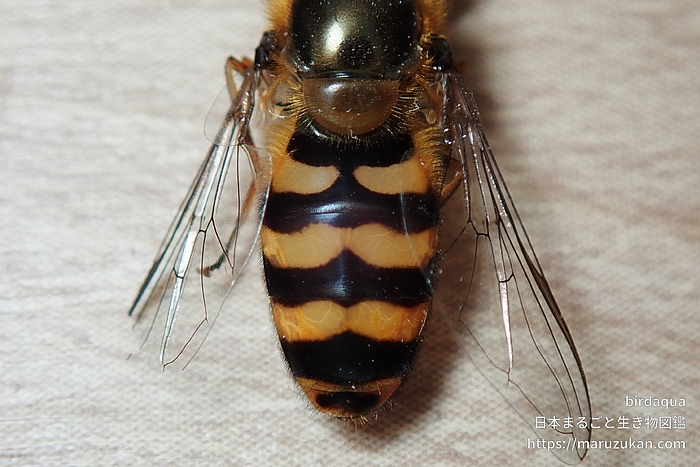 コマバムツボシヒラタアブ