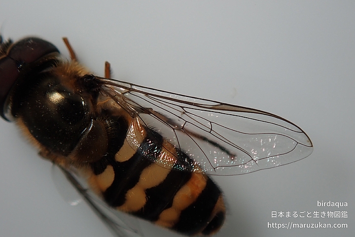 コマバムツボシヒラタアブ