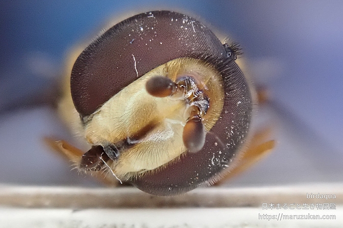 コマバムツボシヒラタアブ