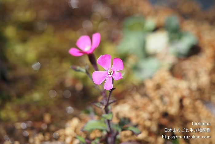 シレネ・カロリニアナ