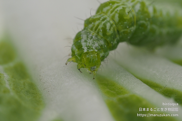 ウリキンウワバ