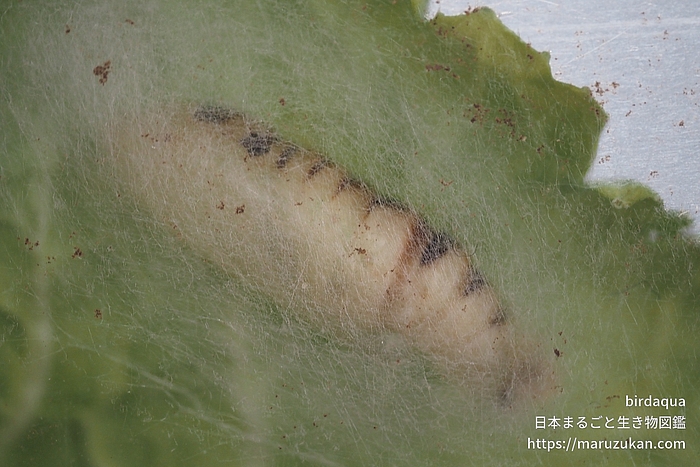 ウリキンウワバ