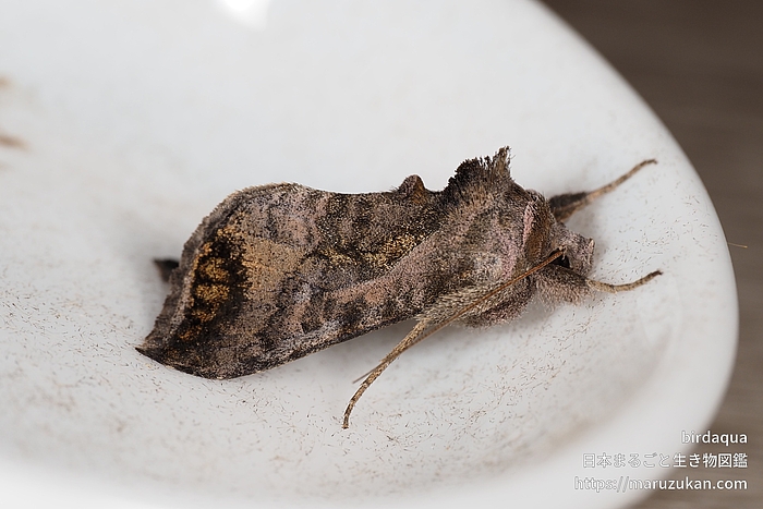 ウリキンウワバ