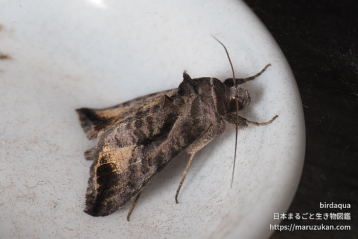 ウリキンウワバ