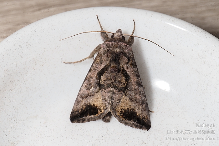 ウリキンウワバ
