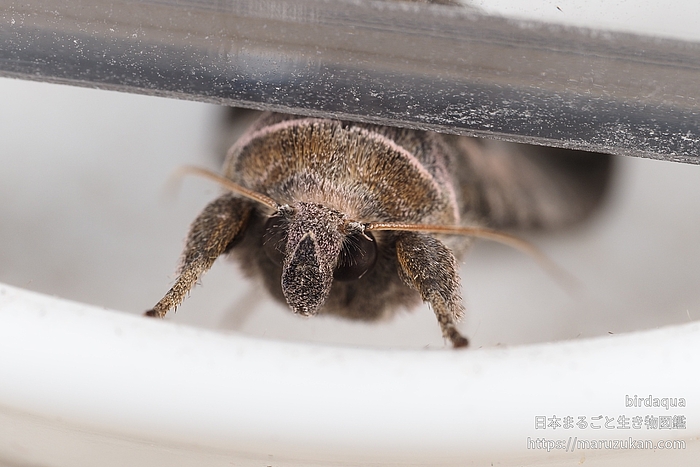 ウリキンウワバ