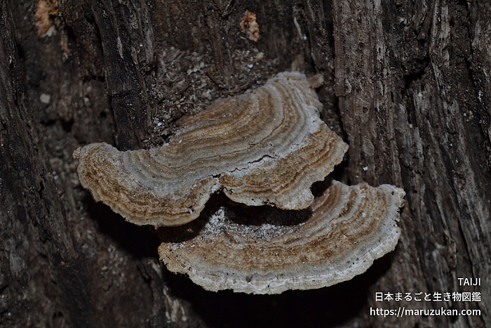 アラゲカワラタケ