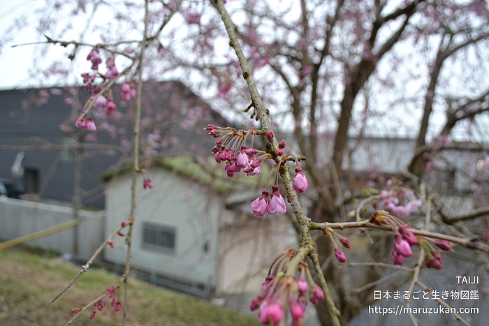 ヤエベニシダレ