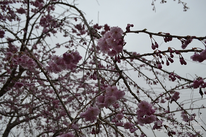 ヤエベニシダレ