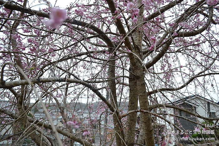 ヤエベニシダレ