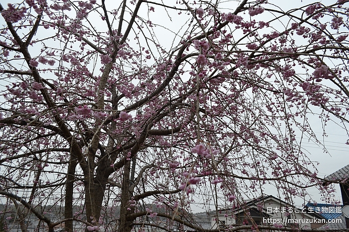 ヤエベニシダレ