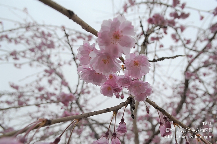 ヤエベニシダレ