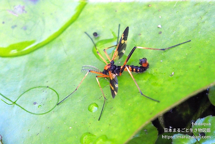 ホリカワクシヒゲガガンボ