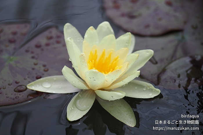 マリアセア・クロマテラ