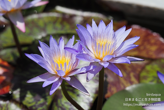 スターオブサイアム