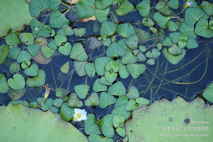 ヒシモドキ（花）の写真