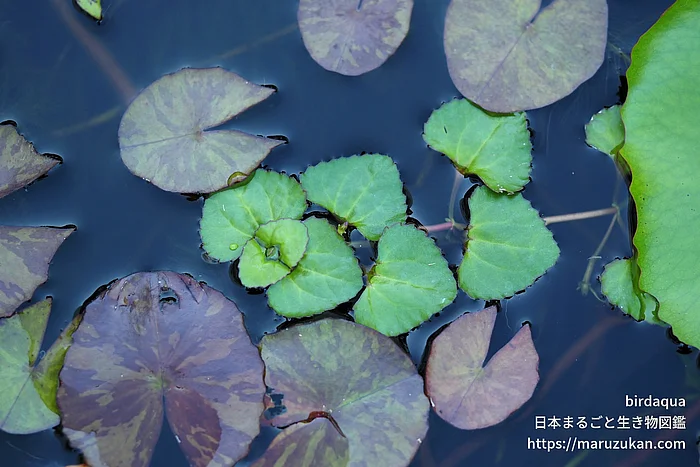 ヒシモドキ（花）の写真