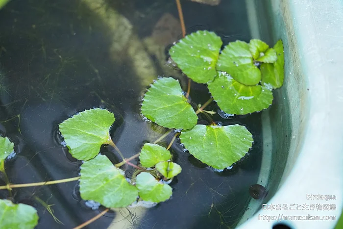 ヒシモドキ（花）の写真