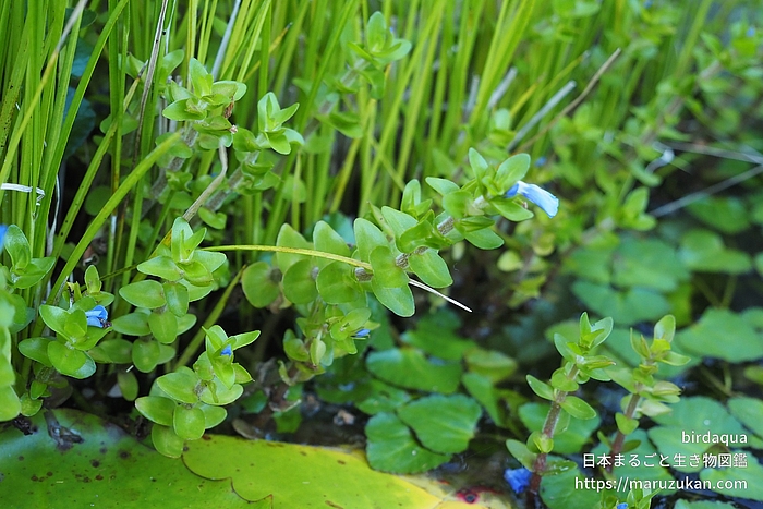 ウォーターバコパ