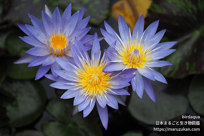 スターオブサイアム