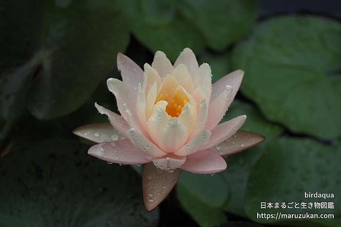 ブラッシングブライド