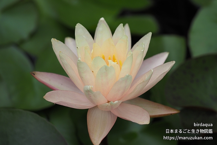 ブラッシングブライド