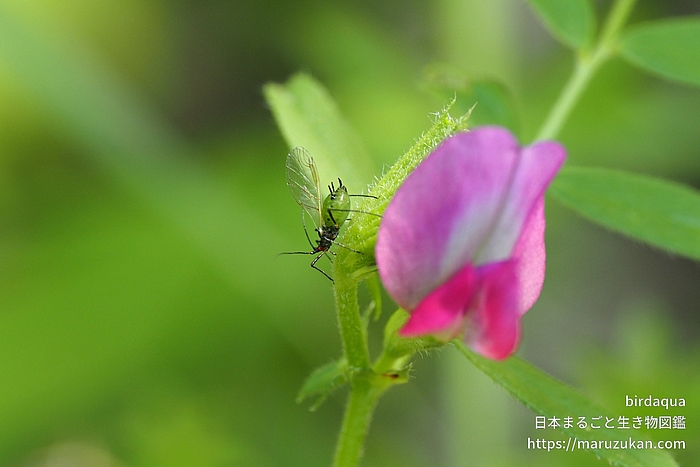 ソラマメヒゲナガアブラムシ