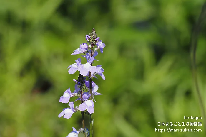 マツバウンラン（花）の写真