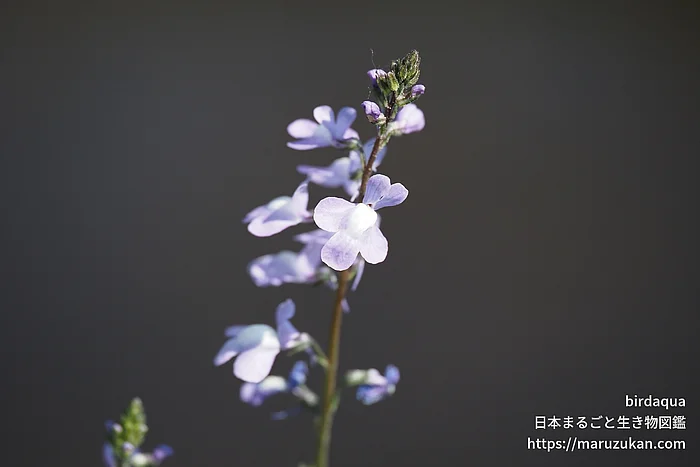 マツバウンラン（花）の写真