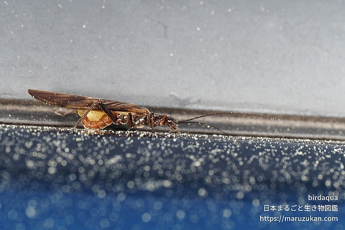 フサオナシカワゲラ属