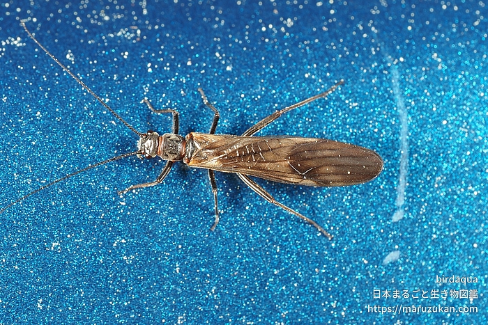 フサオナシカワゲラ属