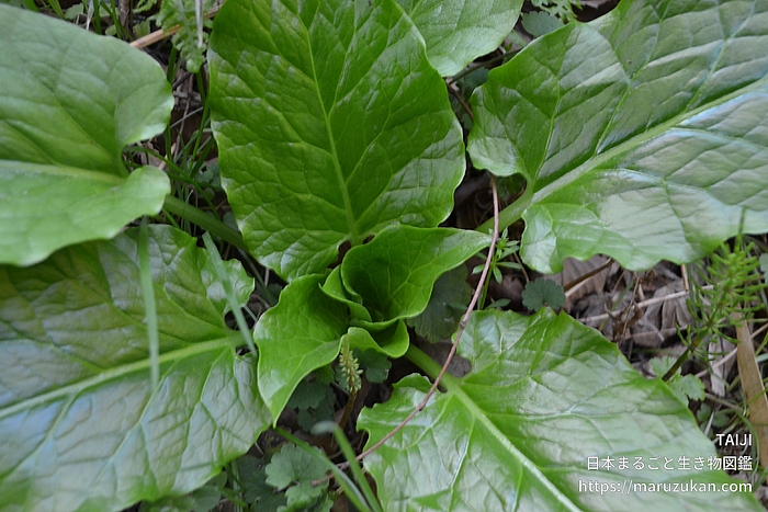 ウバユリ
