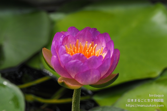 クイーンシリキット