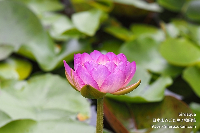 クイーンシリキット